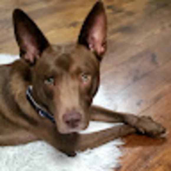 Meet your Posher, Amelia - Picture 1 of 1